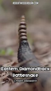 🐍 The Majestic Eastern Diamondback Rattlesnake. 🐍 These gentle giants are completely misunderstood and are often perceived as aggressive snakes that are quick to attack humans. This couldn't be further from the truth. Eastern Diamondback Rattlesnakes are more likely to rely on their intricate camouflage to conceal themselves in scrubs well away from any potential predator or human. They only rattle once they are sure that they have been spotted and are now potentially in a life-threatening sit