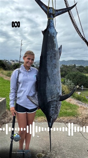 Makenna Billing, 13, was out fishing off Coffs Harbour with her dad when she hooked this 61.6kg Black Marlin on a 15kg line. Have a listen to the dramatic scenes 🔊 | ABC Coffs Coast