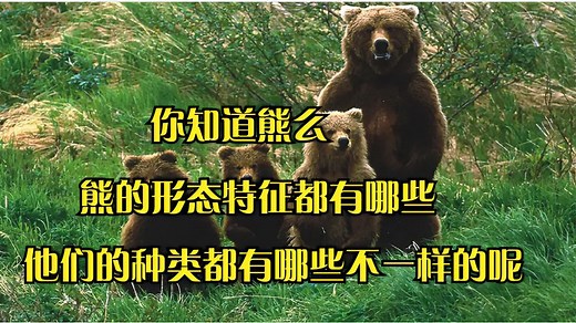 熊的种类都有哪些，他的生活习性都有哪些，形态特征都有什么不同