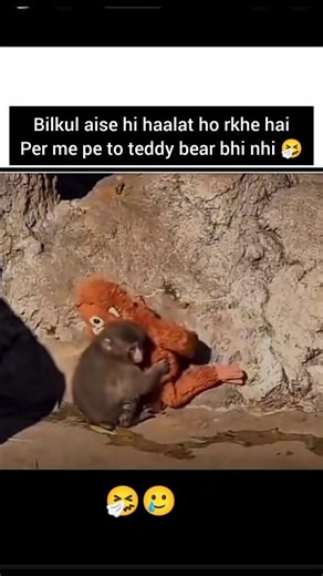 bilkul aise he haalat hai #punch #monkey #shorts #viral