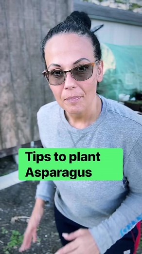 It’s time to plant bare root asparagus! #gardening101 #aprilsunrise #gardening #gardeningtips #asparagus | April SunRise Farm