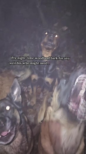 6.4K views · 72 reactions | A little secret of ours… dog morse code. When we are out, a bark on command goes a long way, especially in those early dark nights. It lets dog walkers with poor recall know we are nearby. It is our way of saying ‘We are here, manage your walk responsibly,’ and as mentioned in the video it also gives a warning to any unsavoury characters too. #dogtraining #dog #rottweiler #malinois #coventry | Emperor K9 Academy | Facebook