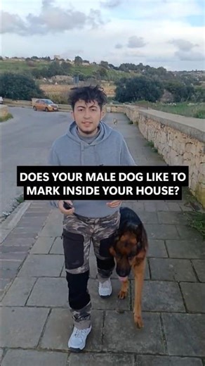 DOES YOUR MALE DOG MARK INSIDE? HERE'S THE FIX ✅ #dogtraining #dogtrainer #dogbehavior #marking