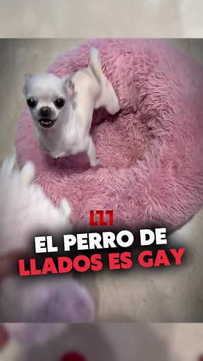 377K views · 3.5K reactions | Gucci es gay!! 藍 | Amadeo Llados | Facebook