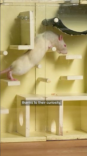 Why Do Rats Love Cities?