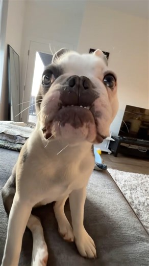 Boston Terrier Frenchie Mix #frenchton #bostonterrier #frenchbulldog