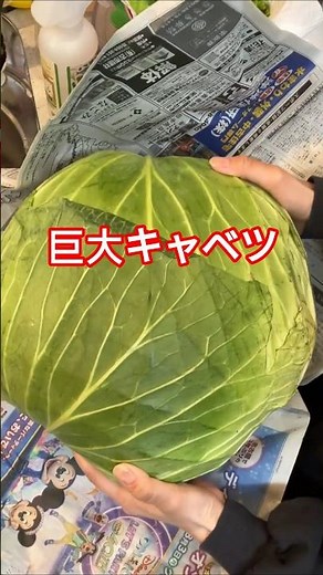 Giant cabbage 🥬