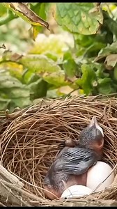 How could this mother bird watched her baby choking with a heavy food | Lost Souls Radio