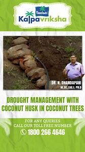 Coconut husk, also known as coir fiber, can be effectively used for drought management in coconut trees. Coconut husk has natural water retention properties, making it a valuable resource for conserving soil moisture and helping coconut trees survive and thrive during drought conditions. Here's how to use coconut husk for drought management in coconut trees. Coconut husk is a sustainable and natural resource that can enhance soil moisture retention, reduce water usage, and improve the resilience