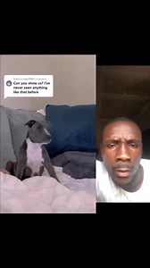 Was seeing “lion king” and my dog got so emotional that it made me cry too | Maragzee001