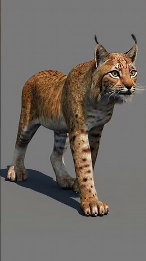 Animated Lynx Cat 3D Model for CGI, Game, and VFX | PROmax3D