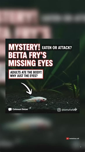 Betta Fishes on Instagram: "🔥 SHOCKING! Dead Betta Fry Found Without Eyes – What Happened? #bettafry #frytank #bettafry #guppy Hello Everyone! Today I noticed something very shocking and unexpected in my betta fry tank — one of the little fry was lying still at the bottom, and when I checked closely, it was confirmed dead. What surprised and shocked me most was that its eyes were completely gone! 😱 To understand better, I removed the fry and later placed it in the adult betta tank, and within