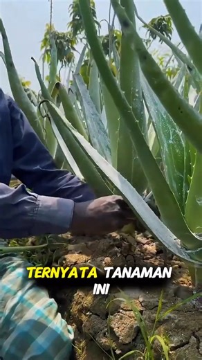 Rahasia Minuman Lidah Buaya Favorit India yang Segarkan Tubuh!