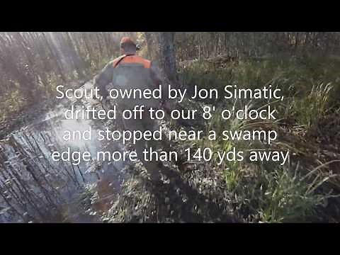 Ruffed Grouse hunting with English Setters - "Limb Finds" (no woodcock in video)