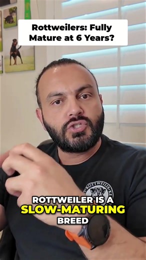 Rottweiler | Rottweiler