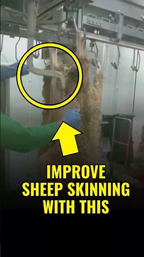🐑 SHEEP SIDE PULLER | Part 7 | Efficiency, Hygiene & Operator Safety