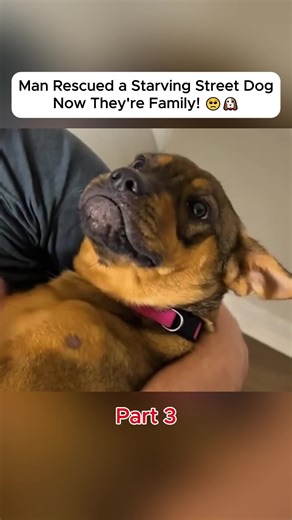 Watch Tappy's journey from being a starving street dog to finding a man who refused to look away and gave him a loving family #StreetDogRescue #Heartwarming #DogRescue #TappyTheDog #LoveFindsUs