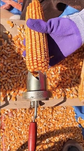 Fast Way to Remove Corn Kernels 🌽