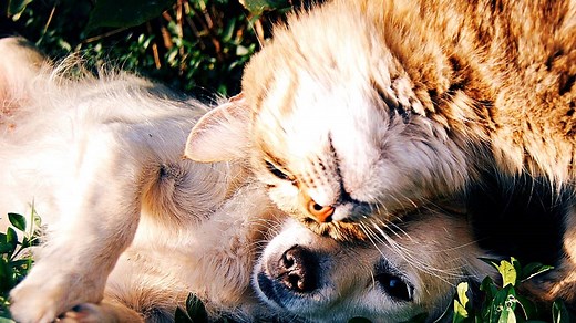 10 Most Common Pets in the U.S.