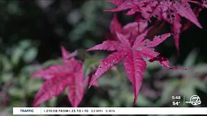 How wet weather this year could enhance Colorado’s fall colors