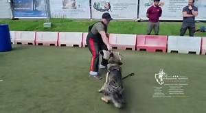 7.3K views · 285 reactions | First training session for this GSD...