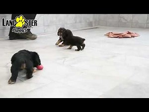 Cute Cocker Spaniel Puppies