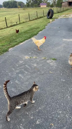 This kitten loves this tiny rooster. The rooster isn’t so sure. I bet he is persuaded over time, you think? 🐈‍⬛ #kentuckyfarmlife #farmlife #barnlife #barn #farm #countryliving #kentucky #barnanimals #farming #cats #cat #kittens #kitten #rooster #chickens | Kentucky Farm Life