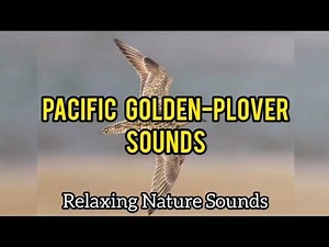 Pacific Golden-Plover Sounds