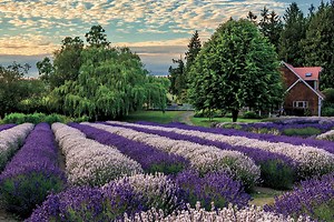 Sequim lavender guide offers information, photos | Peninsula Daily News