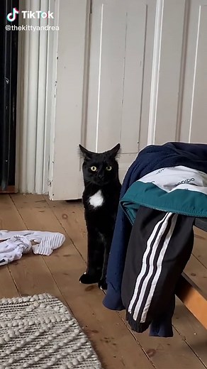 Did she just transform into an owl?! 😭 #cats #catsoftiktok #blackcat #funnycats