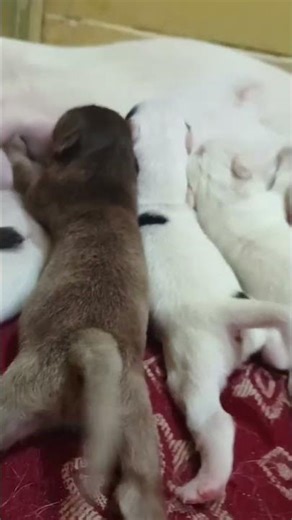 "छोटेmini puppies का Tail wag Show!"🐾cuteness overloaded🪷har har महादेव