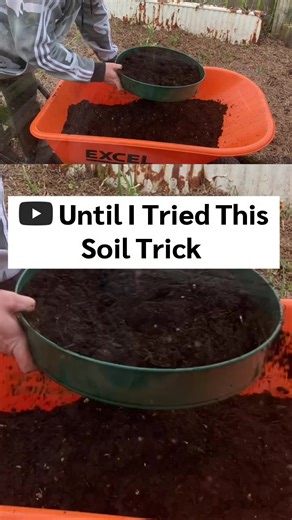 Full experiment here 👇 Click the link in my Bio. Carrots hate heavy soil. I tried sieving the soil and adding sand to see if it helps grow straight carrots in the UK. #ukgardening #carrots #growyourown #shorts