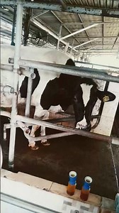 Pure Farm Fresh Milk! 🥛🐄 #milking #cow