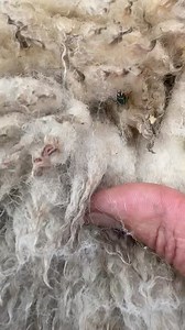 Just in time! | The Sheep Game