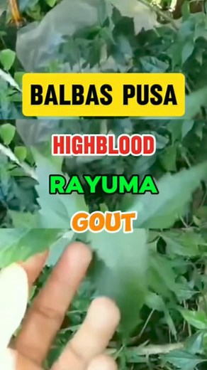 Balbas pusa mabisa sa highblood, rayuma, gout, arthritis at iba pa.. #crislan274 #medicinalherbs #halamanggamot #halaman #herbalmedicine #plantita #medicinalplants #herbalplants #plants #naturalhealing #naturalherbs #balbaspusa | Crislan Francisco Rodriguez