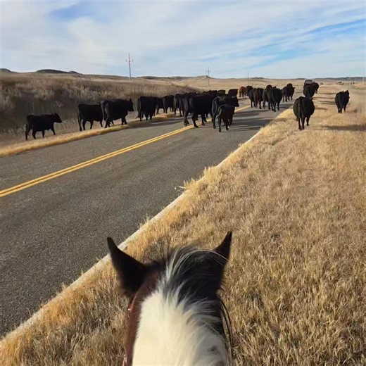 Fall means moves to winter pasture. Preparation for snow and inclement weather. Finding water sources that won't freeze. Counting the hay in the hay yard and running the calculations. Sometimes I think our spirits need the same preparation for the long, cold winter. I feel the shorter days and loss of sunshine in physical exhaustion even when I'm not doing anything that should make me tired. But I'm making a list of winter projects: reorganizing, purging, and hopefully having time to get togethe