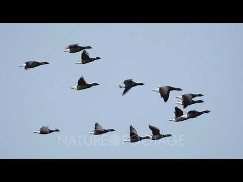 Brent geese in flight