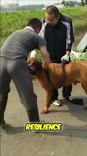 Power of the Tosa Inu #tosa #dog #dogs #samurai