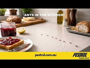 Ant & Cockroach Control That Actually Works | DIY Pest Solutions Australia