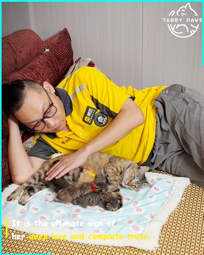 1.6M views · 51K reactions | A heartwarming moment showing a cat's ultimate sign of trust 殺 | Tabby Paws | Facebook