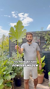 77K views · 2.6K reactions | My tips for healthy plants  Prevention...