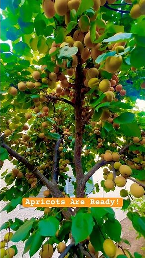 Apricots Are Ready — Flavor Delight Aprium #fruit #garden