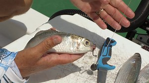 399K views · 5.3K reactions | Want to catch MORE tarpon on cut bait?? Check this out!! For more awesome saltwater fishing tips go to https://www.saltstrong.com/fishing-tips/ | Salt Strong | Facebook