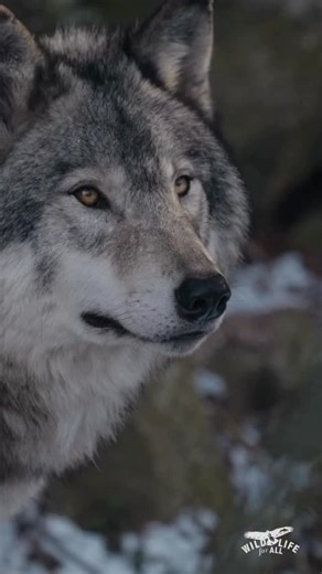 🚨 Our new wildlife organizing training is OPEN for applications! 🚨 If you’ve ever thought, “I care about wildlife… but how do I actually make change?” — this is for you. State wildlife decisions shape everything from habitat to hunting rules to endangered species protection. But most people never get a seat at the table. Some don’t even know that table exists. That’s why we built Building Power for Wildlife Justice — an 8-week grassroots organizing training that gives you the tools, mentorship