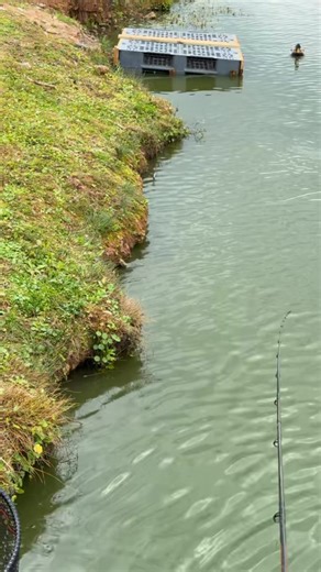 TOO MANY FISH DOWN YOUR EDGE? TRY THIS! 🐳🎣 Fishing down the edge or in the margins on commercials can become hectic, too many fish come in at once and it gets messy. Fishing a pole you can foul hook fish, strike at the wrong indications, have your bait go everywhere 😡 . This trick from Mikey Williams COMPLETELY eliminates all of these problems… | Tackle Guru