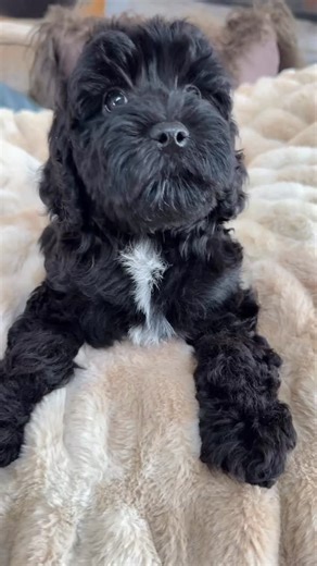 Australian Labradoodles on Instagram: "This little girl is so adorable and waiting for that one special person. You know it when you feel your heart tug. She will mature to around 22 lbs full grown and has that beautiful non shedding wavy fleece coat that is so tempting to touch! Reach out to me if you are interested but don’t wait to long or she will be snatched up! #hilltoplabradoodles #dogsofinstagram #puppylove #doodlelife #availablepuppy #miniatureaustralianlabradoodle #doodlesofcolorado #l