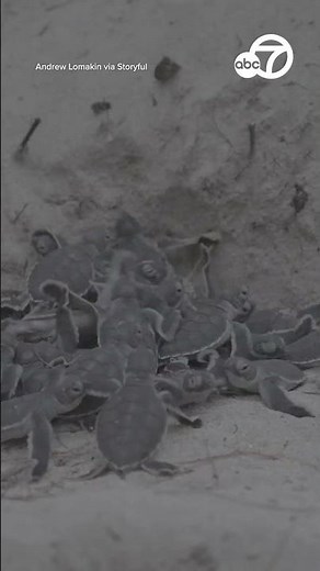 Sea Turtle 'eruption' captured on Queensland beach
