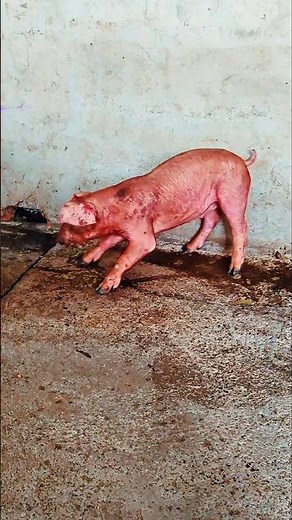 Newborn Piglet Tries to Stand on Shaky Legs 👀