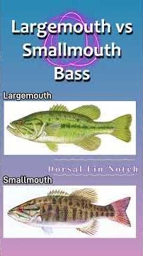 Compare Smallmouth and Largemouth Bass