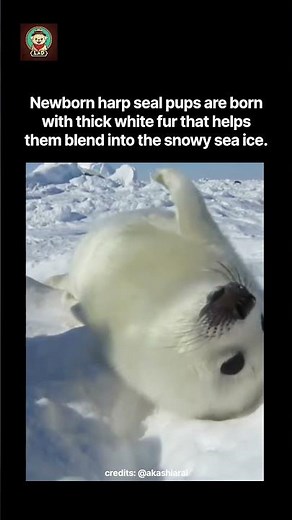 Newborn harp seal pups are born with thick white fur that helps them blend into the snowy sea ice.